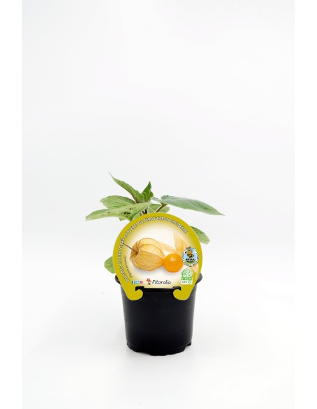Planter Phisalis natural (test 10,5 cm Ø)