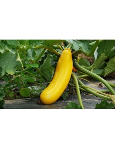 Graines de courgette jaune de Artozki (tradicionnel basque)