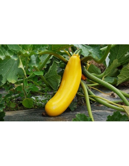 Graines de courgette jaune de Artozki (tradicionnel basque)