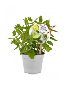 Menta Mojito (test 14 cm Ø)