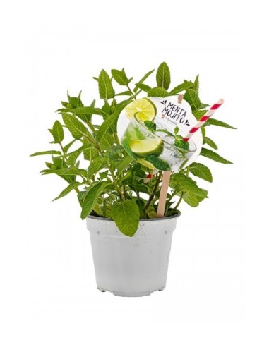Menta Mojito (test 14 cm Ø)