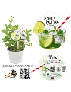 Menthe Mojito (pot 14 cm Ø) 2
