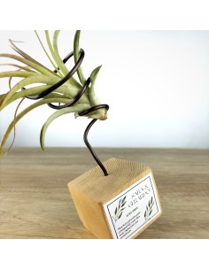 Tillandsia oaxacana 2