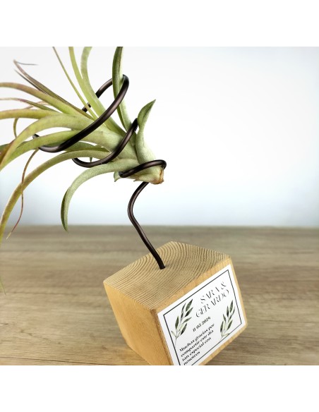 Tillandsias para eventos
