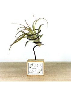 Tilandsias para eventos