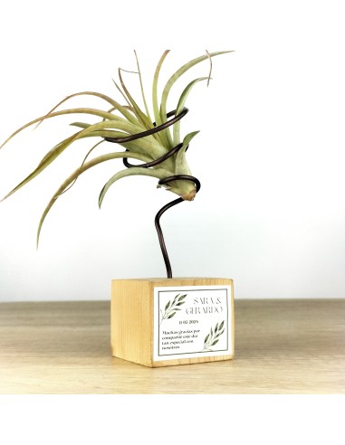 Tillandsia oaxacana