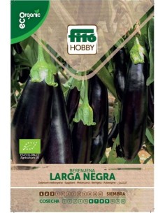 Semente de beringela preta longa (orgânico)