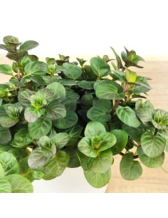 Menta gust taronja ecològica (test 13 cm Ø)
