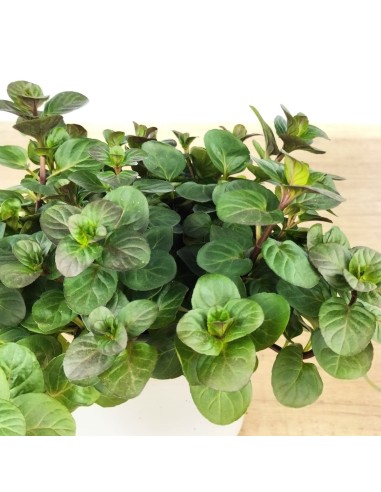Menta gust taronja ecològica (test 13 cm Ø)