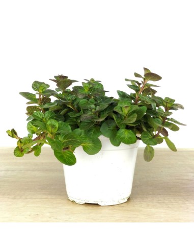 Menta gust taronja ecològica (test 13 cm Ø)