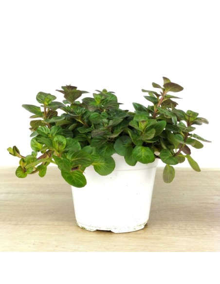 Menta gust taronja ecològica (test 13 cm Ø)