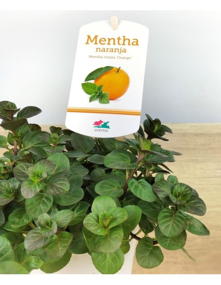 Menta sabor naranja ecologica (maceta 13 cm Ø)