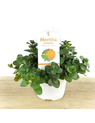 Menta gust taronja ecològica (test 13 cm Ø)