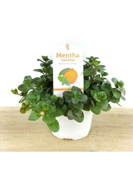 Menta sabor naranja ecologica (maceta 13 cm Ø)