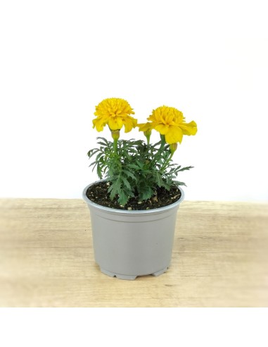 Comprar tagetes patula a 1,65€ en Germigarden