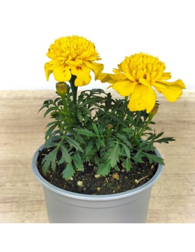 Achetez des patula tagetes pour 1,65€ chez Germigarden