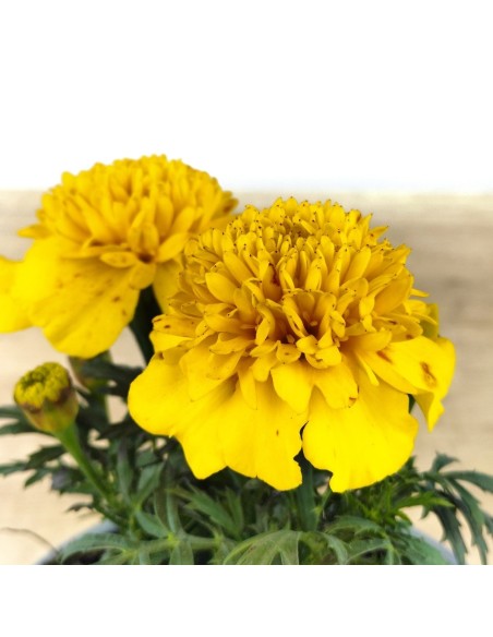 Tagetes patula a € 1,65 em Germigarden
