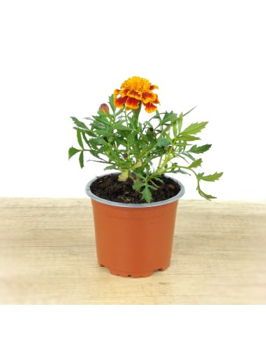 Comprar tagetes patula a 1,65€ en Germigarden