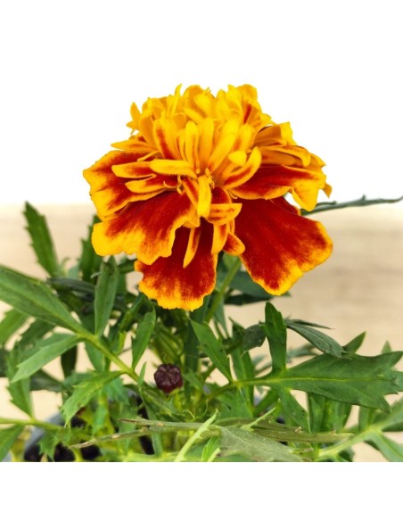 Tagetes patula a € 1,65 em Germigarden