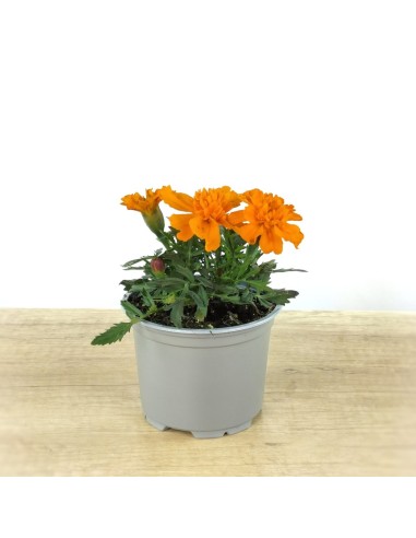 Comprar tagetes patula a 1,65€ en Germigarden