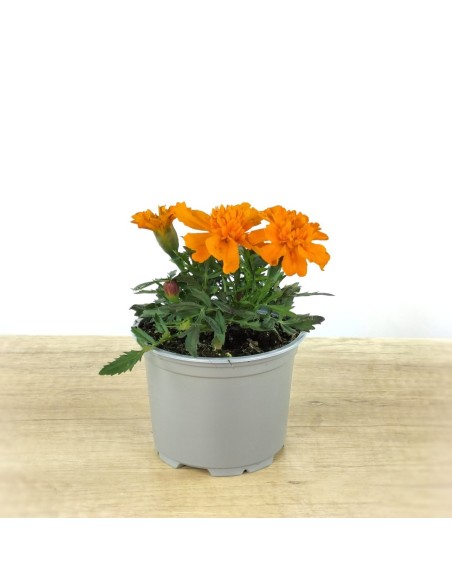 Comprar tagetes patula a 1,65€ en Germigarden