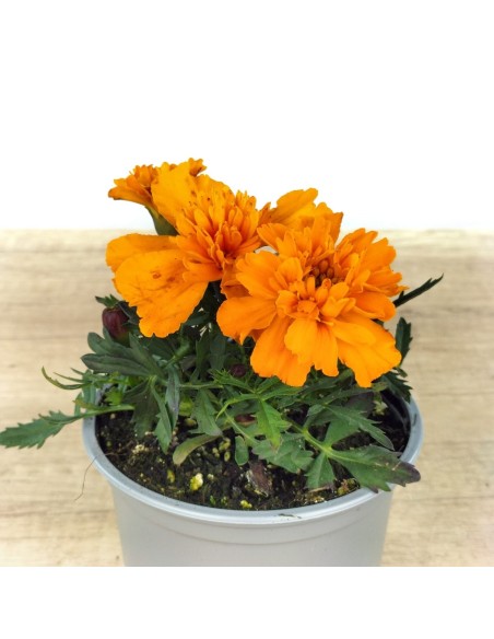 Comprar tagetes patula a 1,65€ en Germigarden