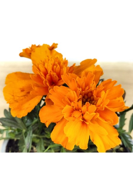 Comprar tagetes patula a 1,65€ en Germigarden