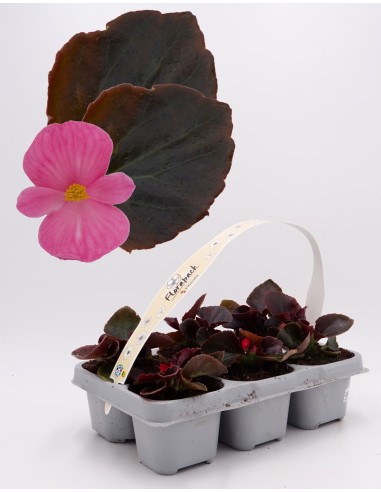 Begonia de verano por 1,75€ en Germigarden