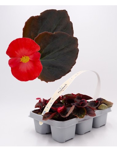 Begonia de verano por 1,75€ en Germigarden