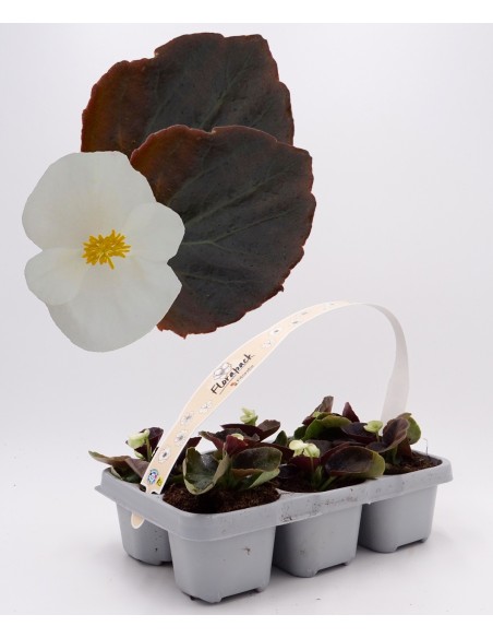 Begonia de verano por 1,75€ en Germigarden