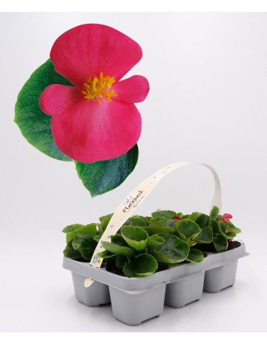 Bégonia d'été à 1,75€ chez Germigarden