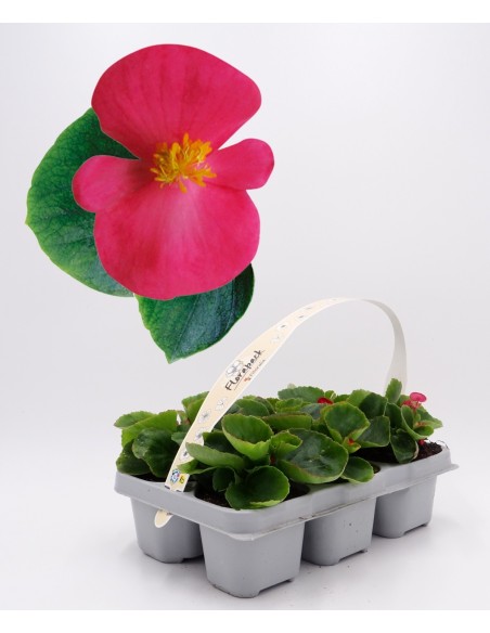 Bégonia d'été à 1,75€ chez Germigarden