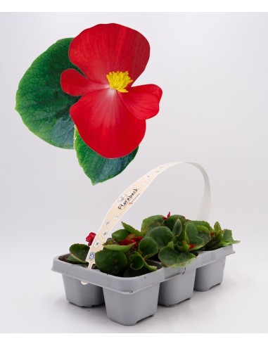 Begonia de verano por 1,75€ en Germigarden