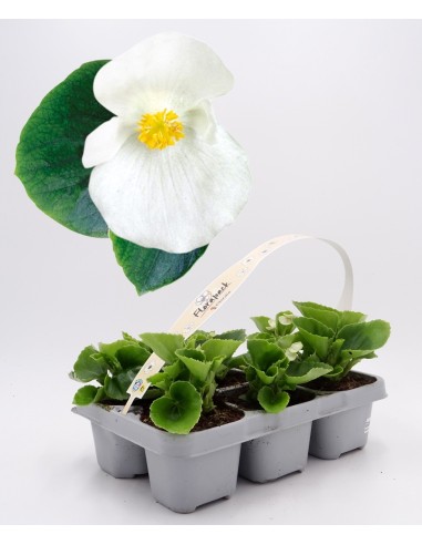 Begonia de verano por 1,75€ en Germigarden