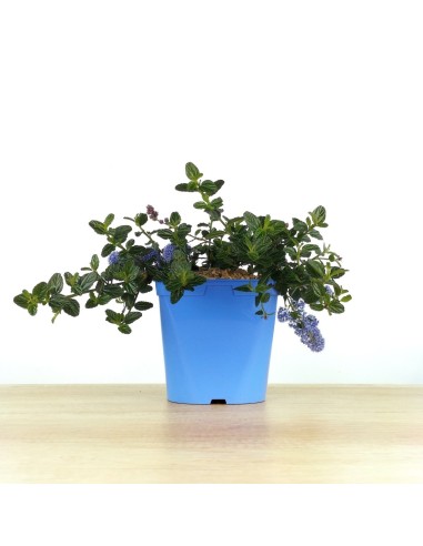 Lithodora diffusa (maceta 16 cm ø)