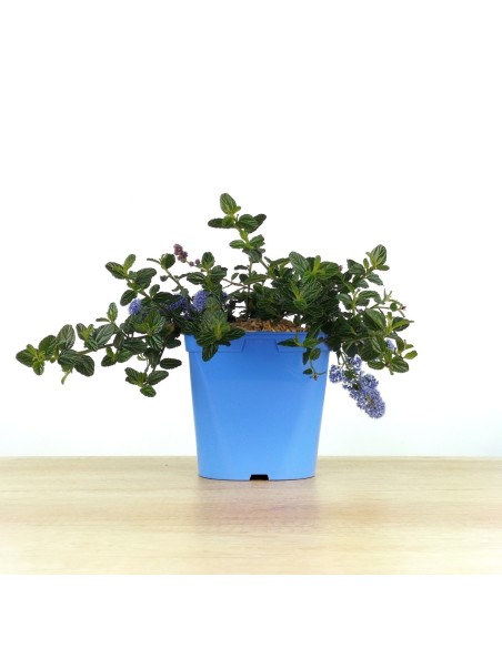 Lithodora diffusa (pot 16 cm ø)