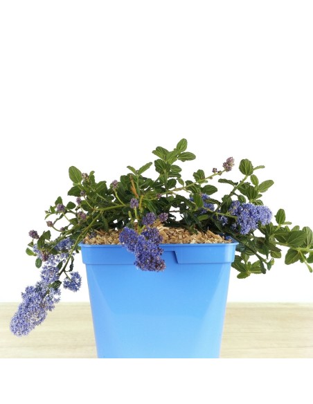Lithodora diffusa (test 16 cm ø)