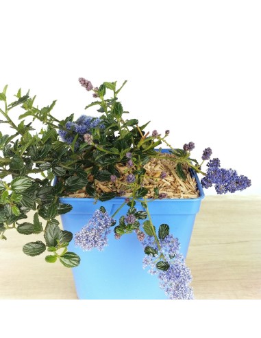 Lithodora diffusa (test 16 cm ø)
