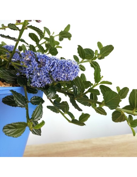 Lithodora diffusa (vaso de 16 cm ø)