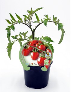 Plantel tomate cherry garden berry natural (maceta 10,5 cm Ø)