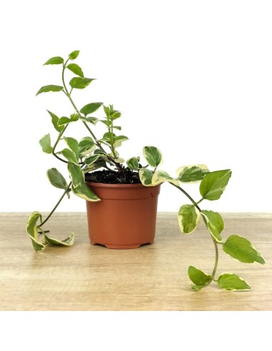 Vinca minor fulla matisada (test 10,5 cm ø)
