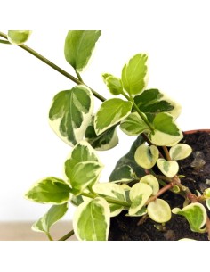 Vinca minor fulla matisada (test 10,5 cm ø) 2