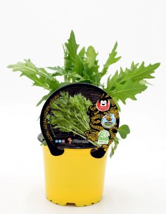 Mudas mizuna natural (vaso de 10,5 cm Ø)