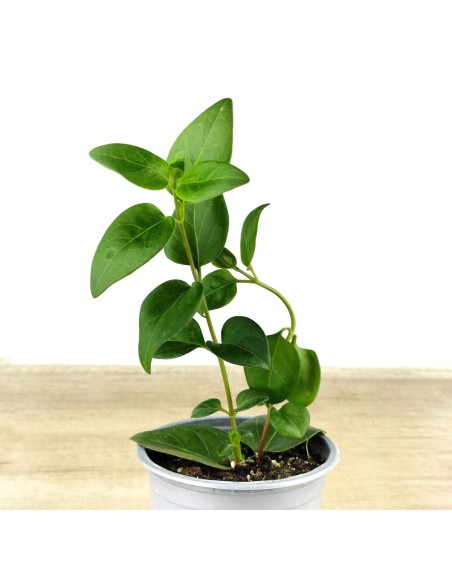 Vinca major (vaso 10,5 cm ø)