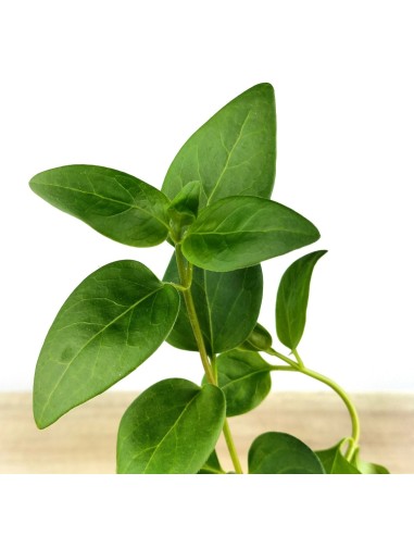 Vinca major (pot 10,5 cm ø)