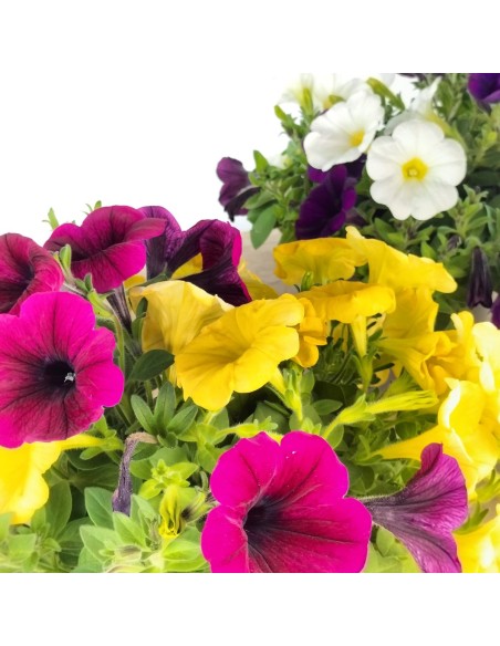 Potúnia, a petúnia melhorada de € 4,05 em Germigarden
