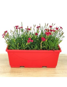 Craveiro Merci Fleuri (floreira 25 cm)