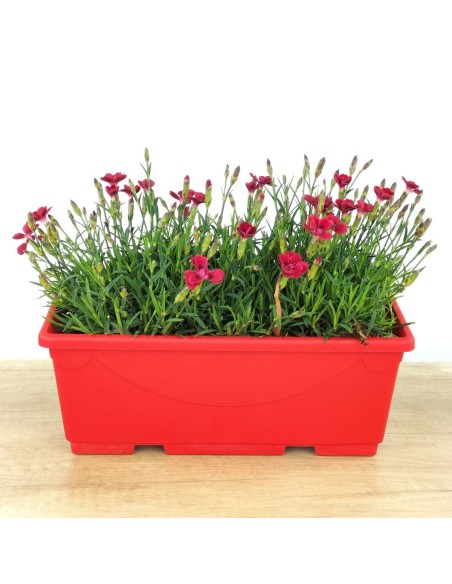 Œillet Merci Fleuri (jardinière 25 cm)