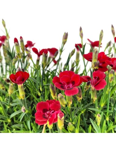 Clavell Merci Fleuri (jardinera 25 cm)