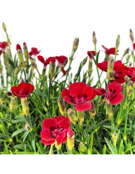 Clavell Merci Fleuri (jardinera 25 cm)